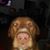 Corin Mertz's profile image