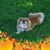 Cheryl L. Osterhout Dean's profile image