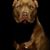 Manny Mandingo's profile image