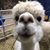 Justine Popp's profile image