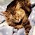 Kay Ginger's profile image