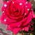 Rida Mac Grij's profile image