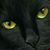 Lorna Betancourt's profile image