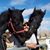 Marc DiLeo's profile image