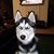 Laika Yoo's profile image