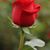 Scarlet Albritton's profile image