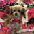 Denise Nicgorski Theep's profile image