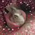 Diane Walswick's profile image