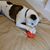 David Vasconcellos's profile image