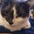 Amarna Mizelle's profile image