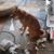 Chiyeko Sutter's profile image