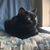 Jennifer Dryburgh's profile image