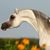 Barbara Prifitera's profile image