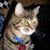 Tommy Fretz's profile image