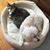 Sharon Wehrle's profile image