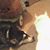Jasmine-Ashly Grabenske's profile image