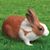 Susan Stewart's profile image