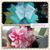 Dxmary Bowtique Accesories's profile image