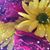 Jennifer Ward's profile image