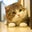 dan tamura's profile image