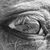 Judy Williams Ward's profile image