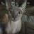 Sarah Taylor's profile image