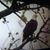 Darlene Haney Giovannetti's profile image