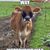 Heidi Trone's profile image