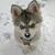Nikki Ward's profile image