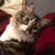 Bonnie Opperman Carpenter's profile image