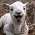 Jill Weaver VanWijmeren's profile image