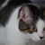 Charles Wiley's profile image