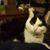 Nicholas Mesterhazy's profile image