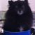 Satomi Rule's profile image