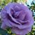 Nadia Ibrahem's profile image
