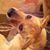 Victoria Ronningen's profile image