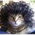 Chelsea Cattos's profile image