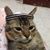 Fatima Absuner's profile image