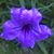 Sharon Solt's profile image