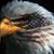 Joe Spellman's profile image