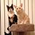 Jill Linzmayer Cecere's profile image