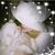 Penny Engrav-Hoffland's profile image