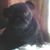 Bob Boutelle's profile image