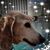 Sue Warwick's profile image