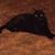 Suzanne Greenwood's profile image