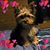 Cherie Collins's profile image