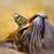 Heather McNinch-Buechel's profile image
