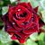 Somchai Price's profile image
