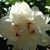 Nicole Thobe Nelson's profile image