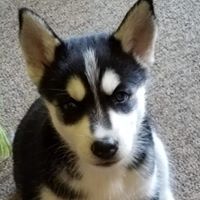 Roxanne Carlson's profile image